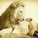 BABY LION and DAD, 8 X 10 Vintage Sepia Photo, Baby Animal Photograph, Wildlife Photography,  Nursery Art, African Safari, Fathers Day