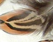 95 Arched CHURCH WINDOWS 1.5" to 2.5"  Feathers Add'l ship Free Ringneck Pheasant P7