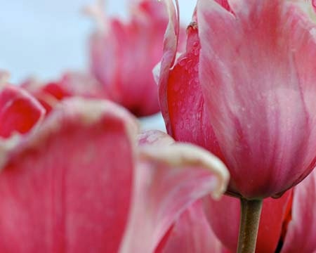 a pink posy - 8x10 print