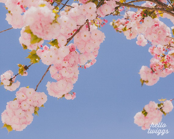 BOGO SALE - Flower Photography, Nature Photography, Springtime, Girls Room Decor, Dreamy Whimsical, Pink Flowers Print - From the sky
