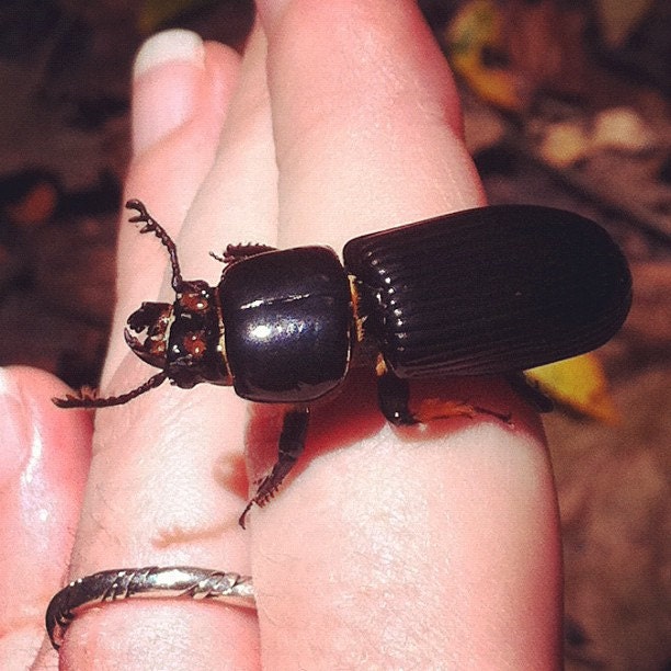 RESERVED FOR Ashley Metzger - Large Natural Relics Option with Lichen, Patent-Leather Beetle & Rodent Bones