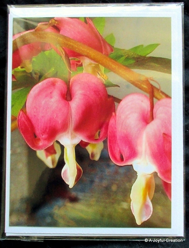 Close up of a Bleeding Heart Flower note card