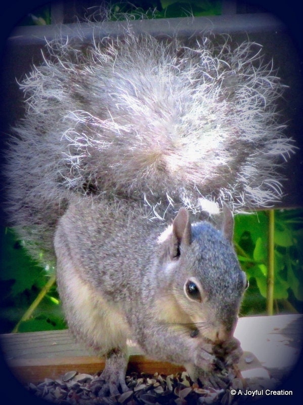 A Very Hungry Squirrel matted 8 x 10 glossy photograph