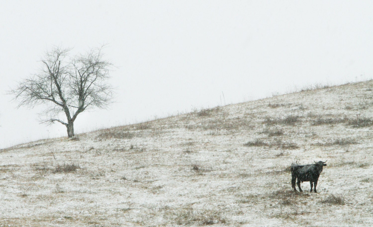 Bull in the Snow - 8x12 Print