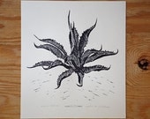Agave Ferox Print