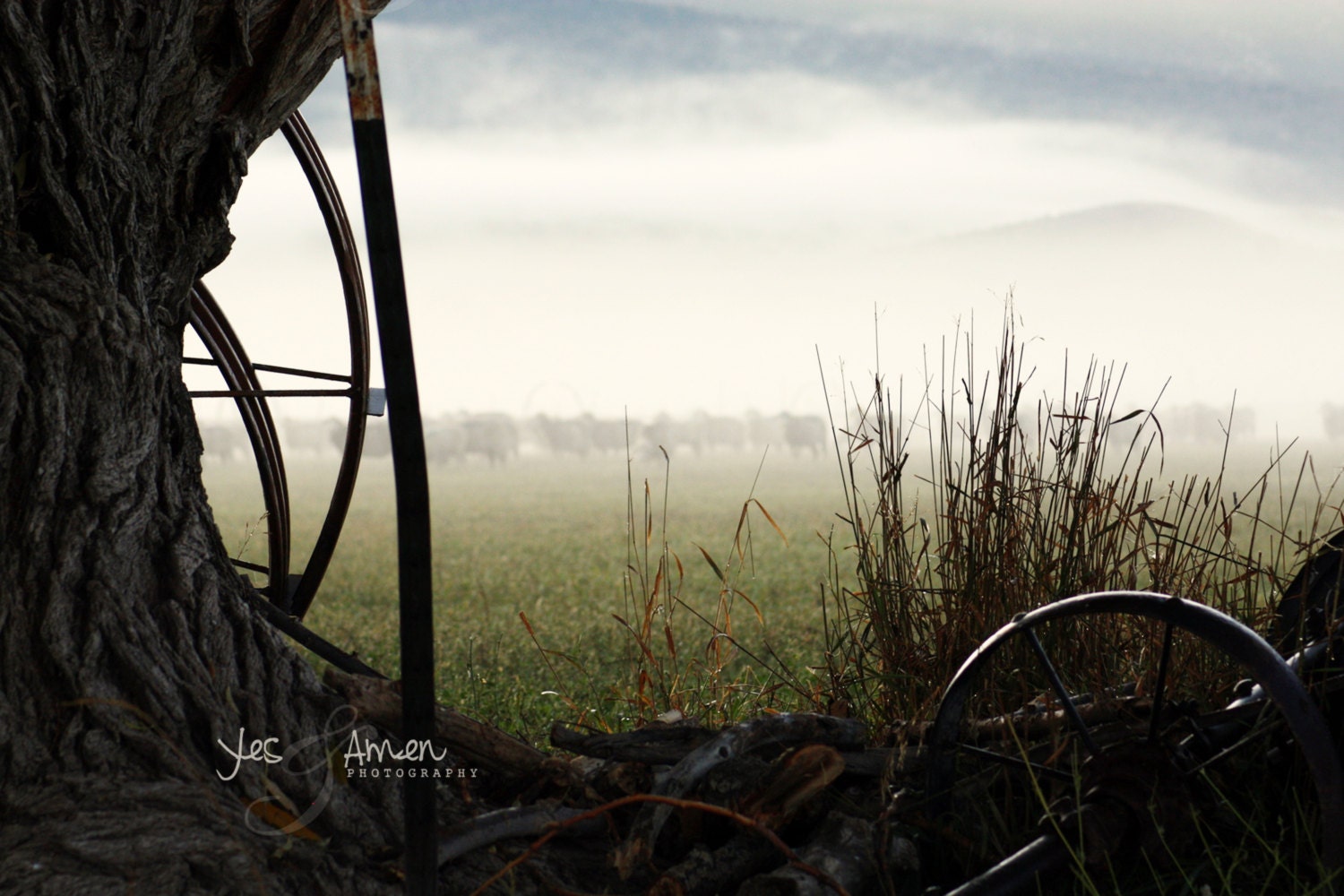 early pastures - fine lamb photography - fine cards (farm fresh)