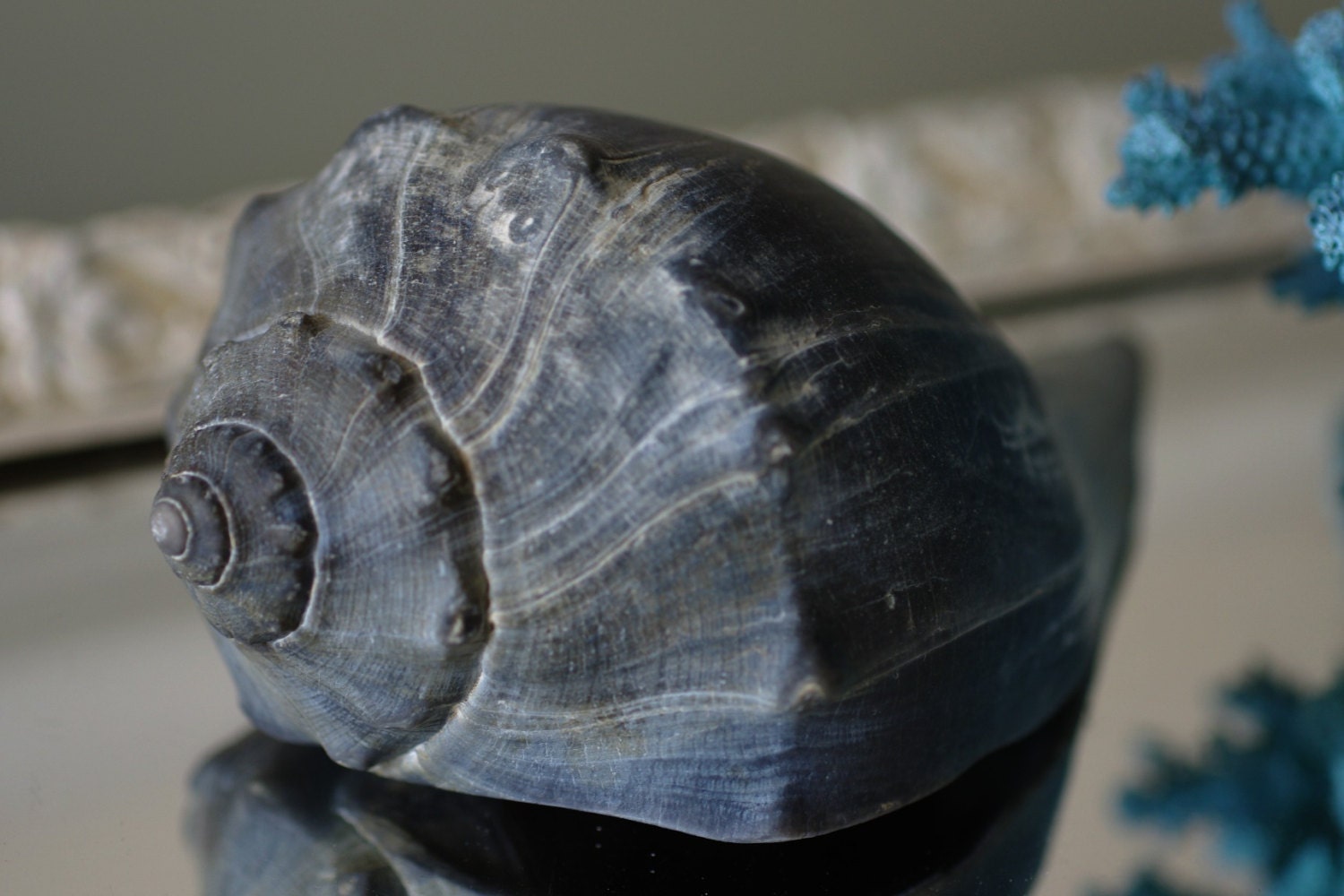 Beach Decor - Blue Gray Whelk Seashell