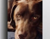 Chocolate Lab - 5x7 Giclee print on canvas