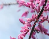 Pink Blossoms - 8 x 10 photograph