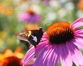 Butterfly on Flower - 5 x 7 Photograph