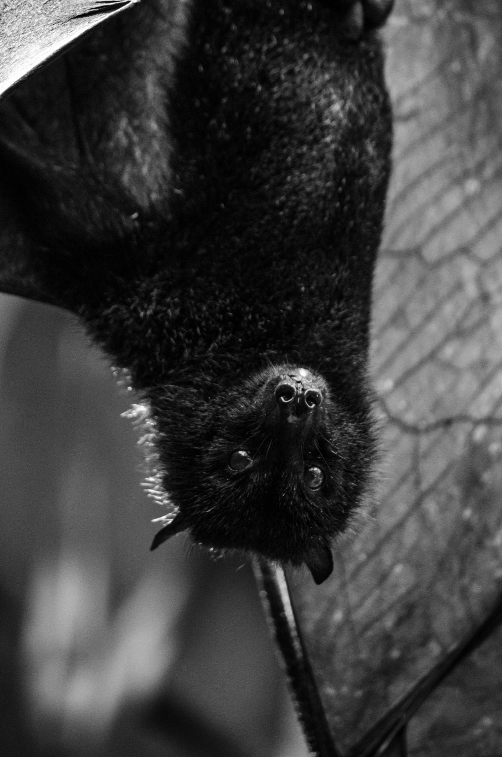eyes of bats- fine art photograph- 8x12- walt disney world- animal kingdom - orlando - florida