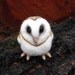 Baby barn owl READY TO SHIP