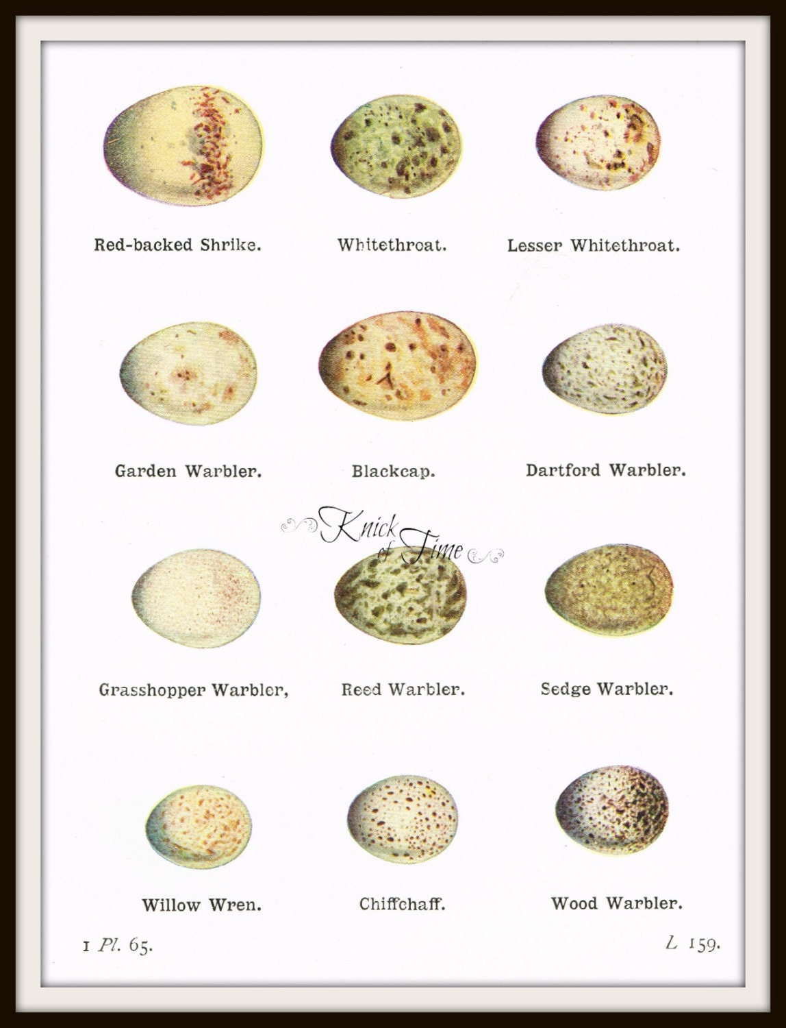 Digital Download Antique Bird Eggs Print for Papercrafts, Transfers, Pillows, Scrapbooks, and more.  No. 4
