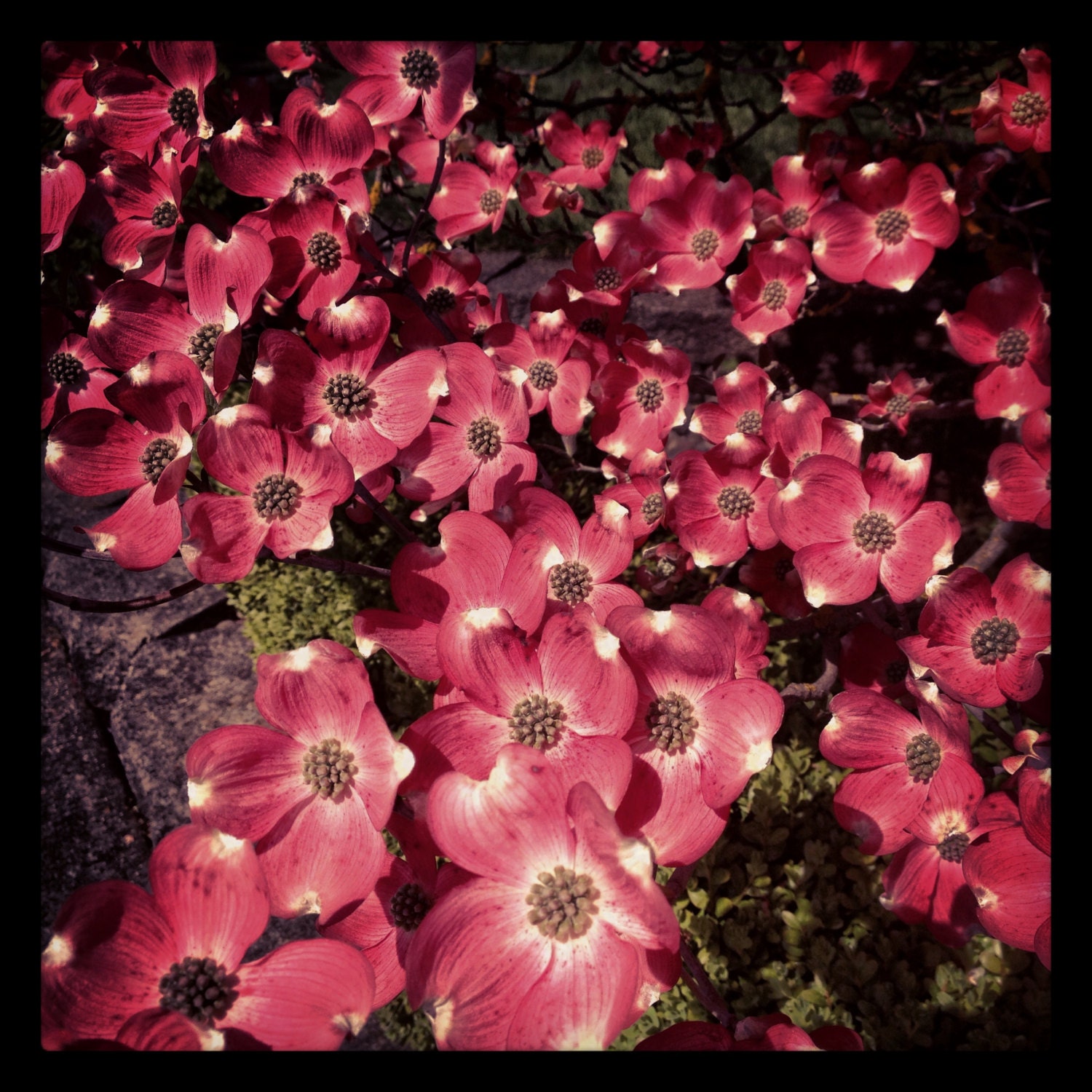 Dogwood Beauty - Photo by Kate Sexson 16x20 FREE Shipping in USA
