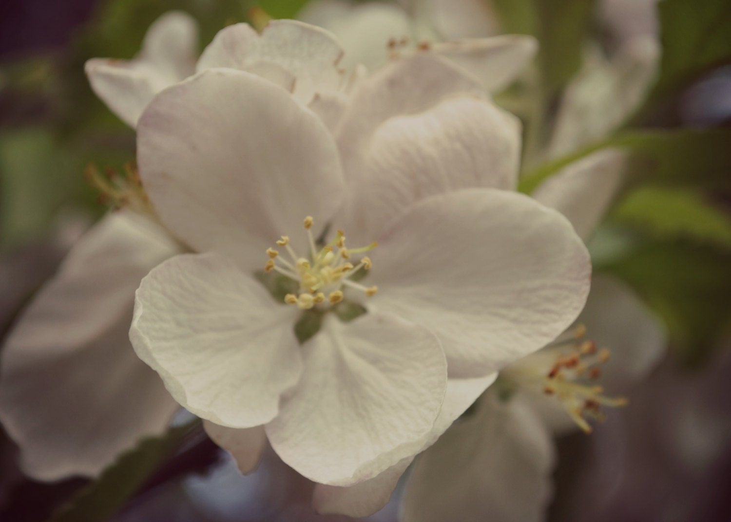 Purity Blossom White Flower Digital Photo Download Floral Fine Art Photo Spring Nature Photography