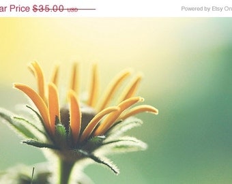 SALE 30% OFF Flower Photography: "Holding On" 8x12 Fine Art Photography green yellow flower photograph botanical prints floral