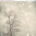 SALE 30% OFF Winter Art: First Snow 8x8 Fine Art Photography, Snow Bokeh Tree Wall Art Nature Wall Art