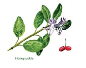 Honeysuckle and Bearberry Wildflower Notecards