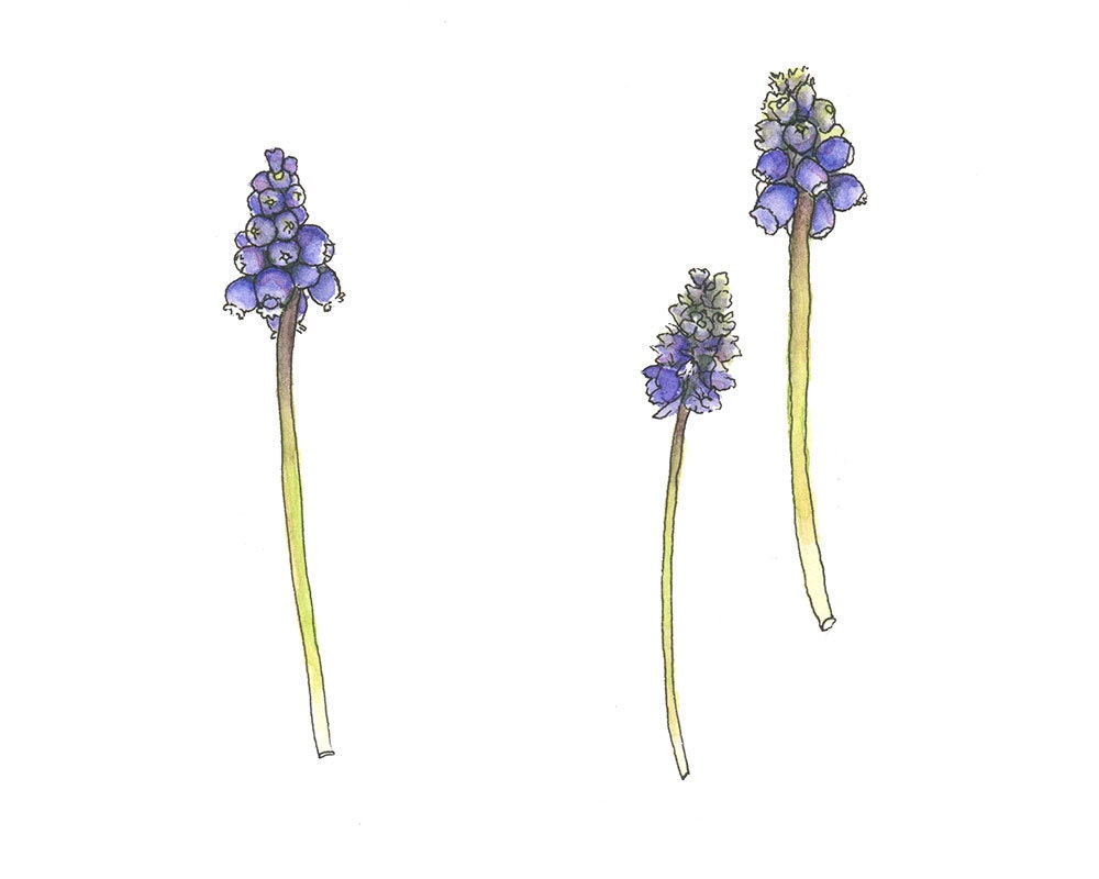 Watercolor Painting, Grape Hyacinth, 5x7 Art Print