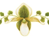 Orchid and Fern Print