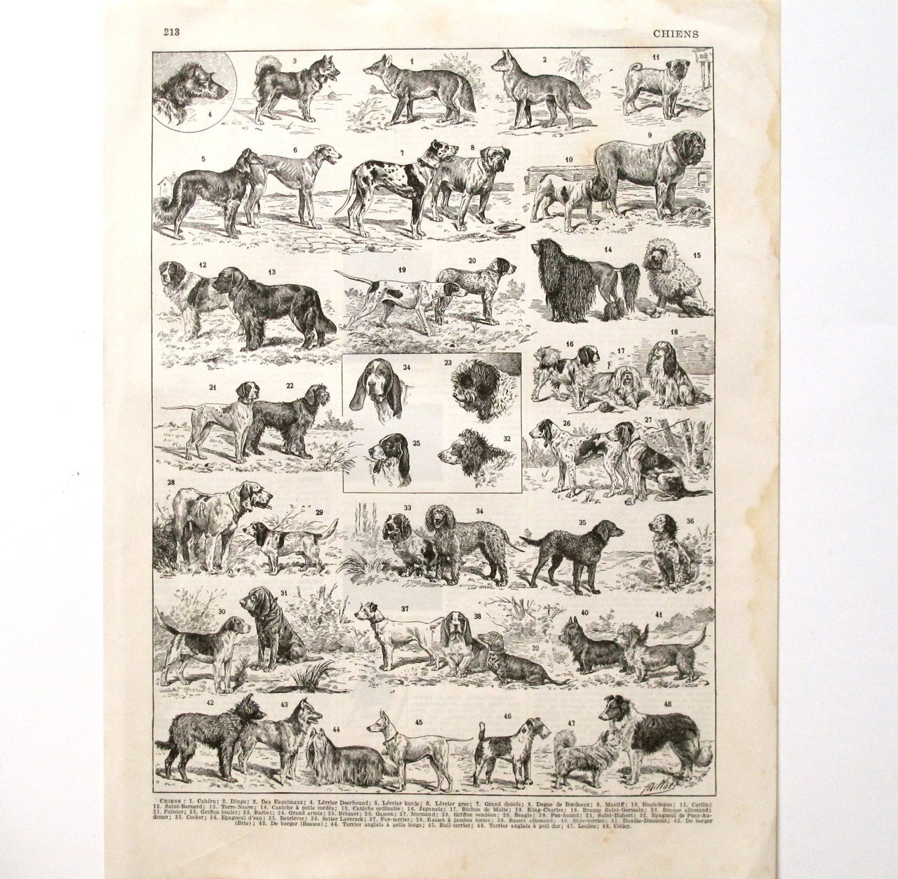 SALE - Ephemera - Vintage DOGS - French Dictionary Engraving - 1922 Illustration