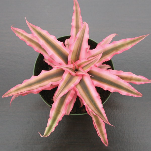 Cryptanthus Pink Starlight,  Cryptanthus bivittatus