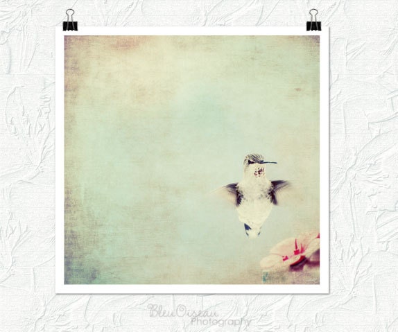 Animal photography, hummingbird, nature photography, fine art print, nursery decor