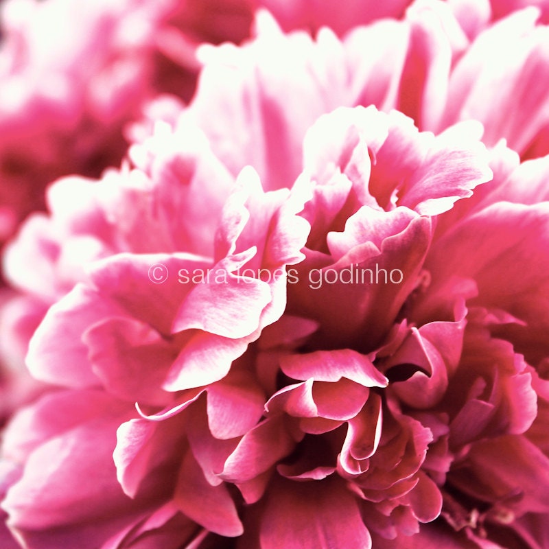BOGO SALE russian pink peony spring blossom // 5x5 flower nature photography // wall art nursery decor girl room decor home decor