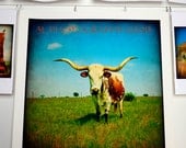 LARGE Wall Art 30x30 Texas Photography, Western Art Rustic Southwest Home Decor Longhorn Prints