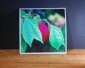 Unique - Original Photography - By Auna Sobeck - 8 X 8- Print
