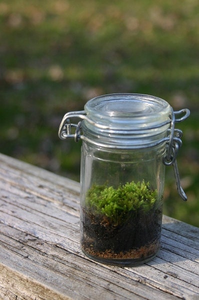 Moss Terrarium, Terrarium, Medicine Bottle, Moss Terrarium, Home Decor, Office Decor