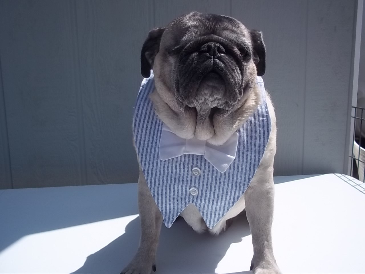 SPRING SALE - Free Shipping -  Patriotic Summer Oxford Cotton  Dog Vest with  Bowtie