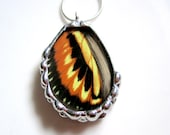 Real Butterfly Wing Jewelry, Heliconius hecale shanki
