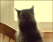 Kitty Cat Photography gray,Gifts under 25,fluffy kitten,silhouette,home decor,furry,pet lovers gift