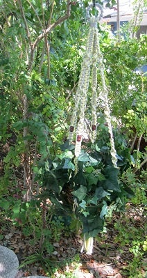 Light Gray Light Yellow 54 Inch Brown Beads Macrame Plant Hanger
