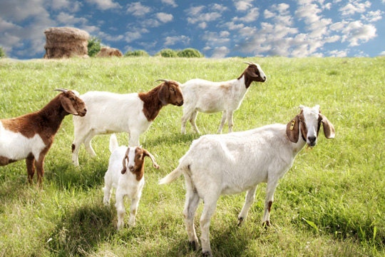Goat Photography, Farmhouse Chic Country Decor, Rustic Farm Art, Green Country Kitchen Wall Art, Baby Goats Picture, Farm Animals 8x10 Print