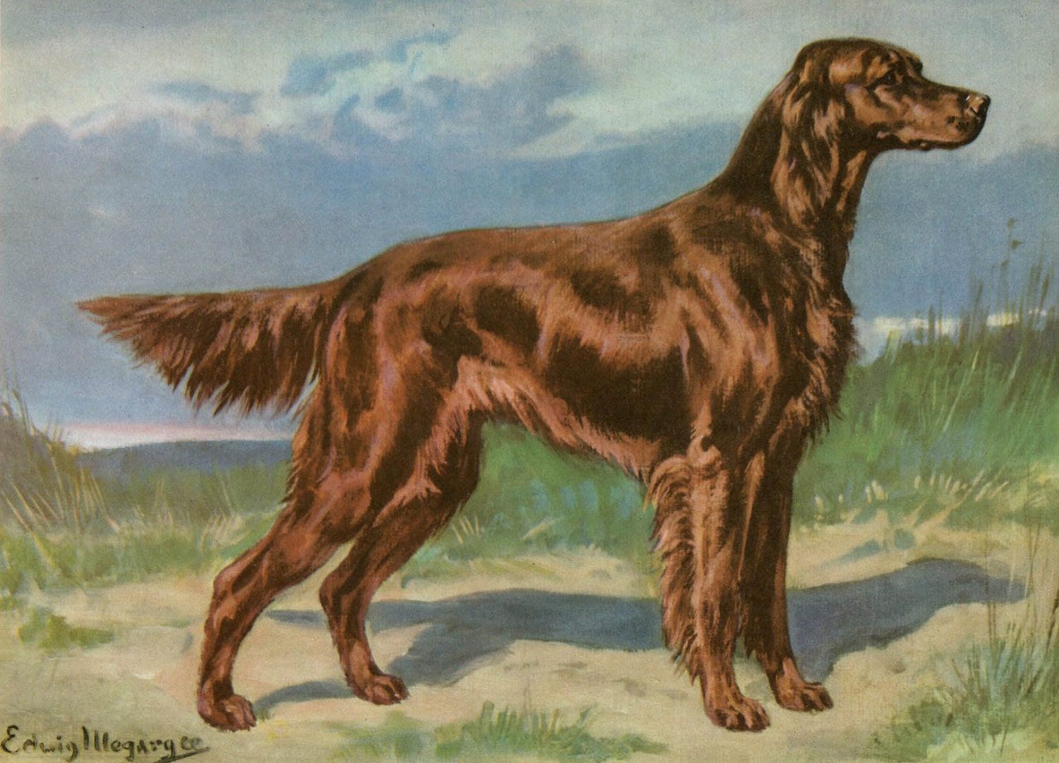 Irish Setter Vintage Dog Illustration - Edwin Megargee - 1940s Original Page - Hunting Dog