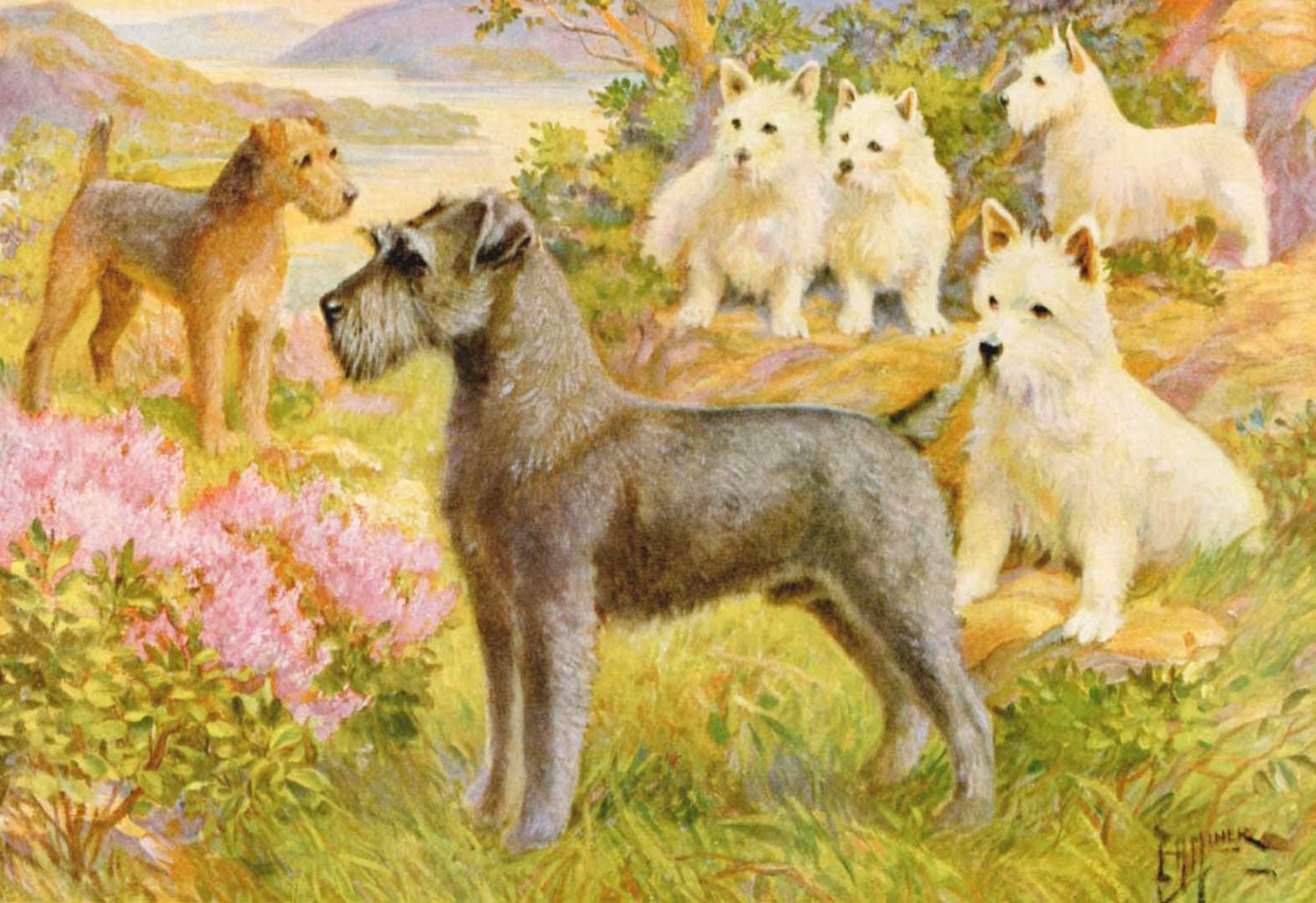 Vintage Terriers Illustration - Edward Herbert Miner - 1930s - Schnauzers, Lakeland Terriers, West Highland Terriers