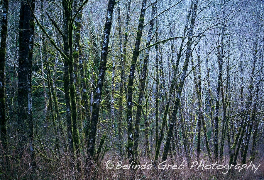 Nature Photography  - "Trees 2" - Fine Art Print Landscape Photograph blue brown green - 13x19 unframed Print