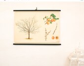 SALE Vintage White Botanical Chart, Apricot Tree,  Botanical Wall Hanging