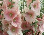Peach Heirloom Single Petaled Hollyhocks  Rare Seeds