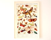 Vintage / Antique Insects in Their Natural Colours Book Plate Engraving (c.1900s) - Collectible, Home Decor, Ocean Art