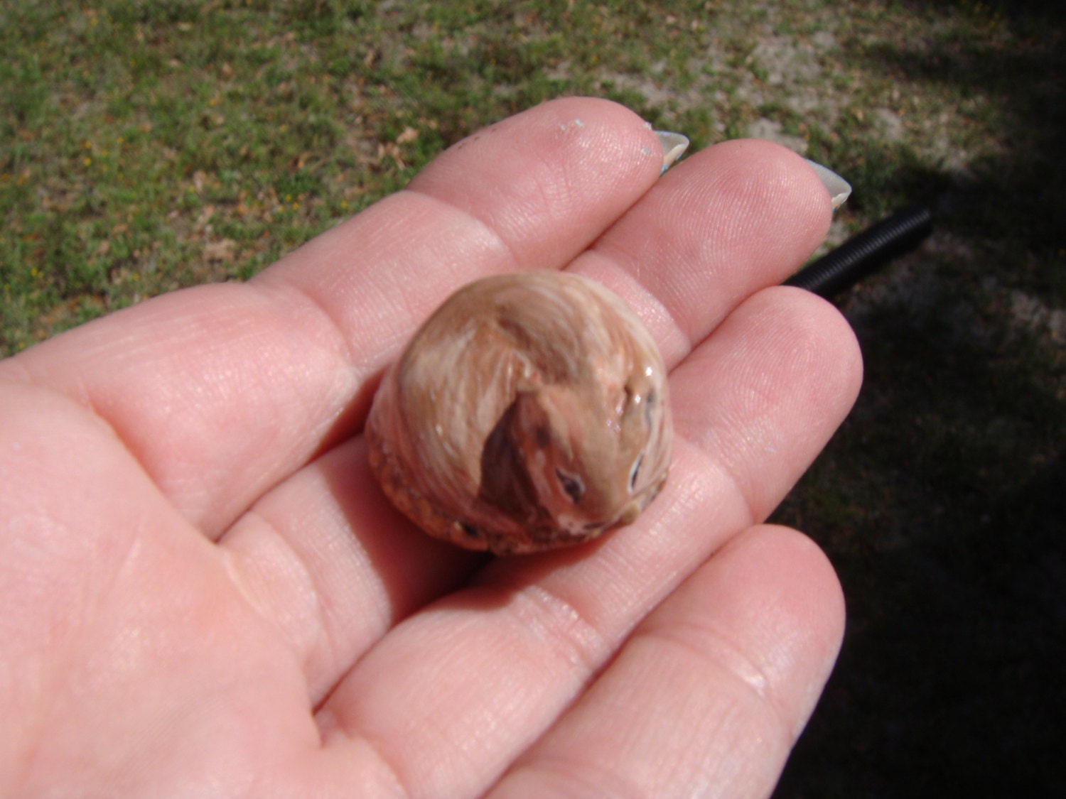 Miniature tan squirrel - An  Acorn Cap Cutie-hand sculpted clay netsuke no 2