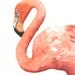 Flamingo Painting watercolor painting bird wildlife nature art pink A4 print