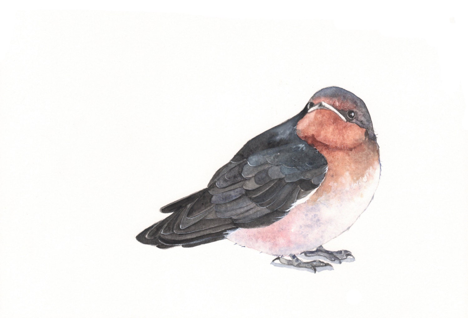 Swallow watercolor painting- print of watercolor painting- A4 print