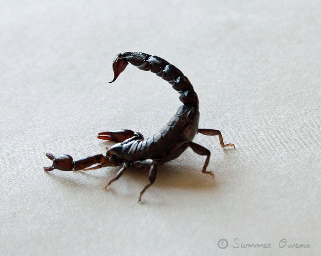 Scorpion Photography - Nature Print - Arachnid Photograph - Poised - 8x10 Fine Art Photo