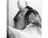Horse Photography Black and White Horse Canvas Wrap 16x20