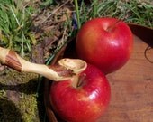 Wood Spoon Baby  Organic Waldorf  Infant Feeding  Hobbit  Kitchen Highbush Blueberry Wood