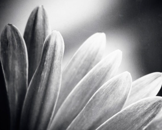 Black and White Photography - flowers grey gray daisy black white prints nature wall art floral dark photo - 11x14, 8x10 Photograph, "Flare"
