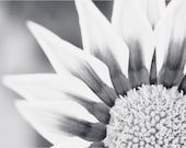 Black and White Flower Photography - light grey gray floral modern print monochromatic wall photo - 10x15, 8x12 Photograph, "Strike a Pose"